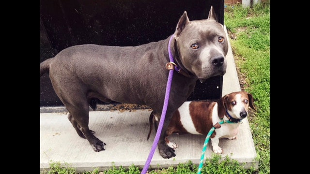 Blind dachshund reunited with guide dog after messy adoption