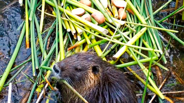 Voracious swamp rodents set off alarms in California