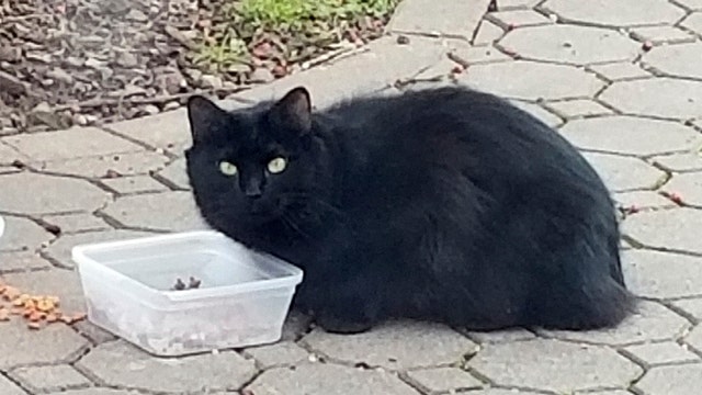 Cat nicknamed Big Sexy found on Staten Island weeks after vanishing in Manhattan