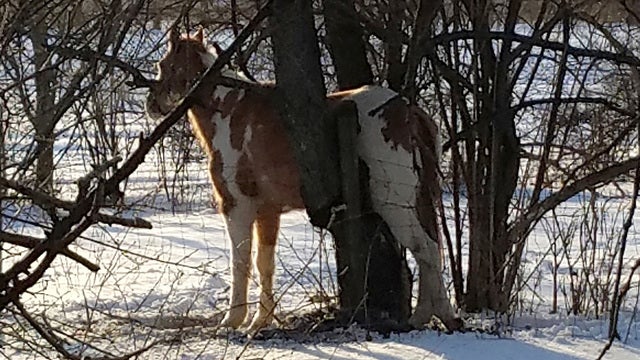 Town marshal rescues horse that got stuck in tree in subzero weather