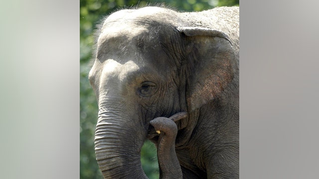 Group calls for ending 'imprisonment' of Bronx Zoo elephant