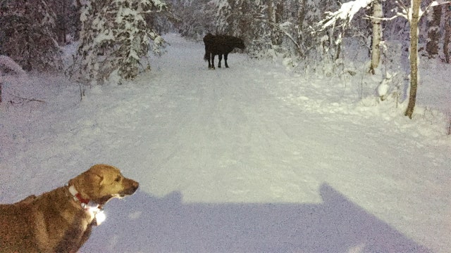 Escaped rodeo cow wandering trails in Alaska