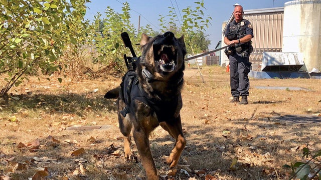 Police dogs outfitted with live-streaming body cameras
