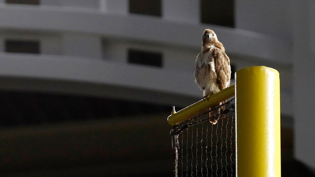 Red-tailed hawk perches at Yankee Stadium