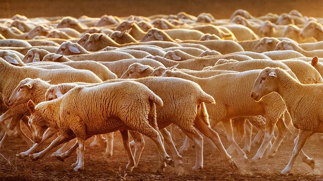 Dozens of sheep plunge to their deaths from mountain pass in Germany