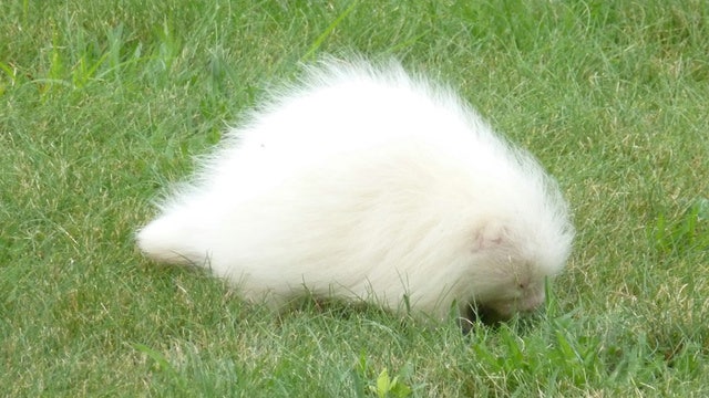 A mysterious ball of white fluff identified as a rare albino porcupine