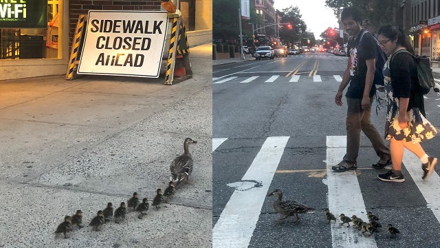 Ducklings fall through grate in Brooklyn; cops come to the rescue