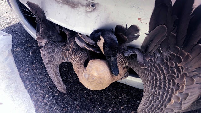 Goose gets stuck in pizza driver's car grille