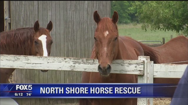 A home for retired racehorses on LI's north shore