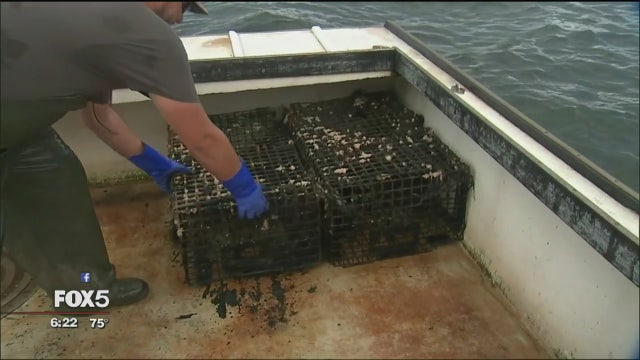 Long Island Sound's lost and abandoned lobster traps