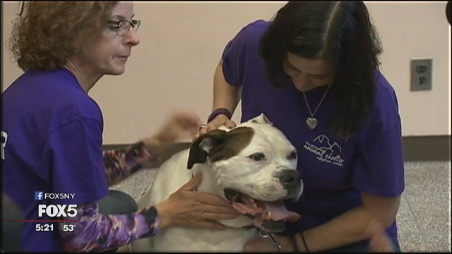 Dog with advanced cancer adopted