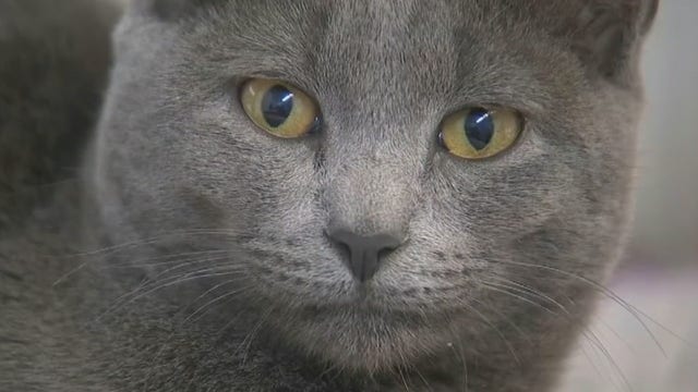 Dogs and cats at Long Island shelter need forever homes