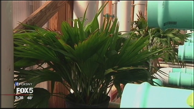 Fish and plants at aquaponic farm on Long Island