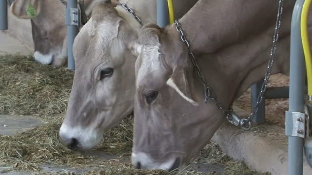Thriving dairy farm grew out of just wanting to protect a view