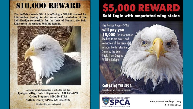 Reward for stolen bald eagle now $20,000