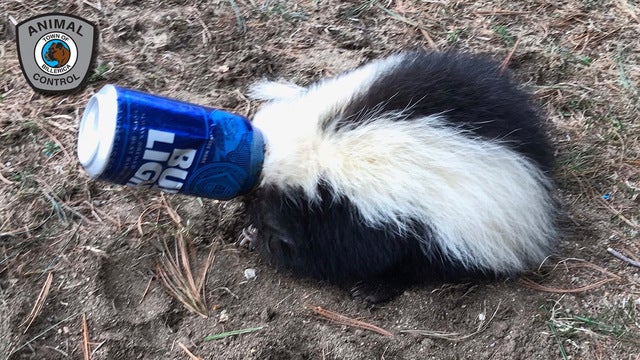 Skunk gets its head stuck in Bud Light beer can