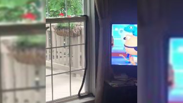 Virginia family terrified by over 6-foot-long snake in home