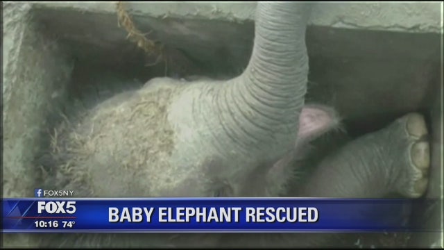 VIDEO: Baby elephant rescued
