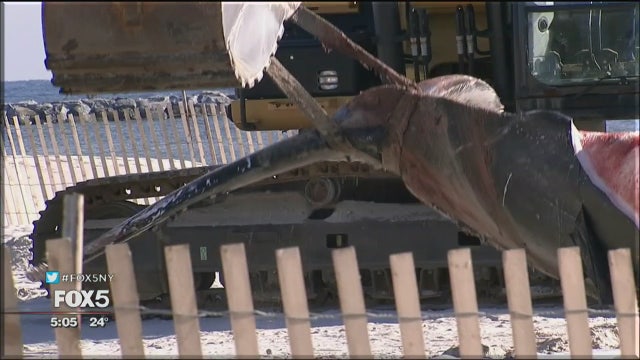Dead humpback whale examined, buried on Long Island beach