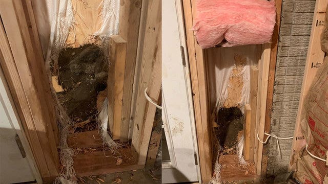Bear breaks into house, leaves by pushing through a wall