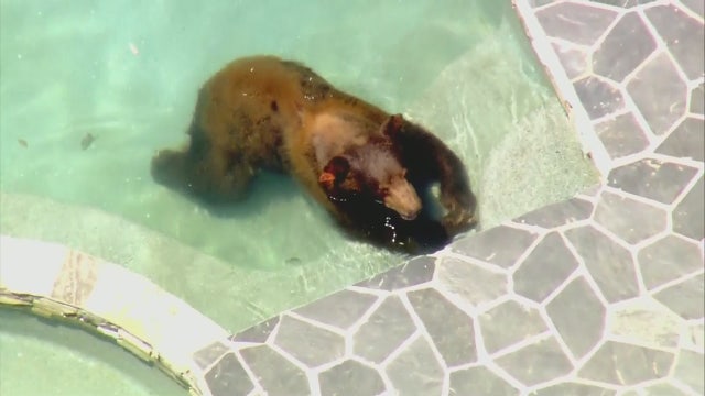 Bear roams, swims and takes a tranquilizer-induced nap in Granada Hills