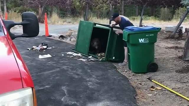 3 bear cubs rescued from trash bin