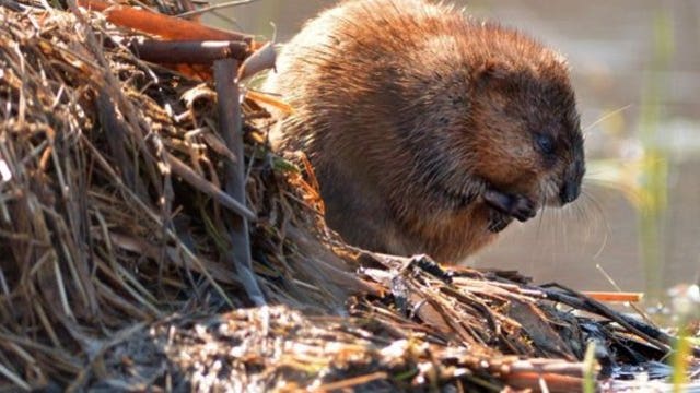 Beaver attacks 67-year-old paddle boarder on Beaver Lake
