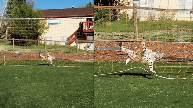 Bobcat snagged in sports net prompts warning from parks department