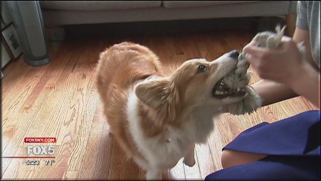 App lets you 'borrow' a dog