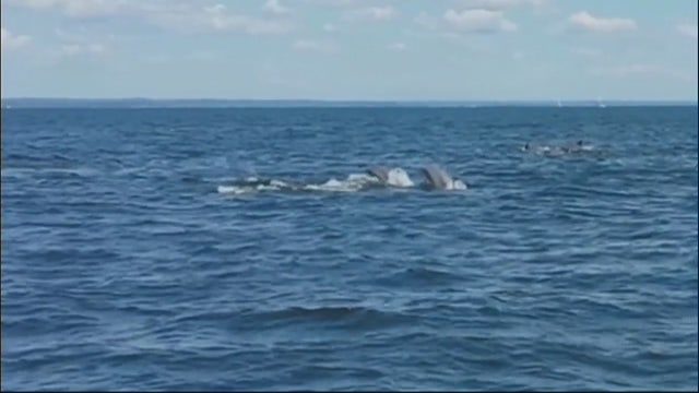 Dozens of dolphins spotted near Manhasset Bay
