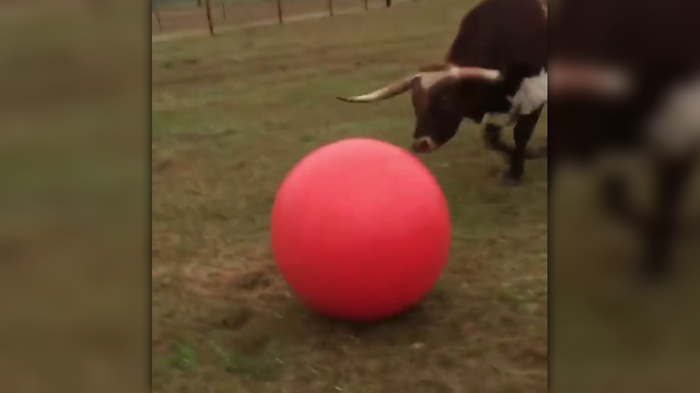Bull sadly deflates yoga ball while playing, gets new one