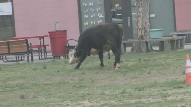 Bull gets loose in Queens