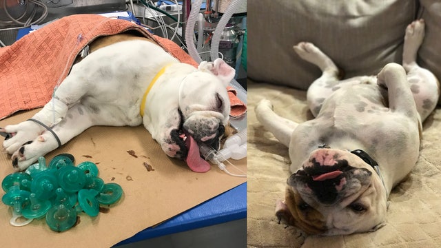 Veterinarians find 19 baby pacifiers in bulldog's stomach