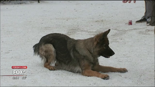 Pet wearables becoming a major category in pet technology