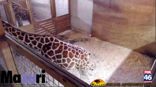 Giraffe stream flagged on YouTube for 'nudity & sexual content', park says
