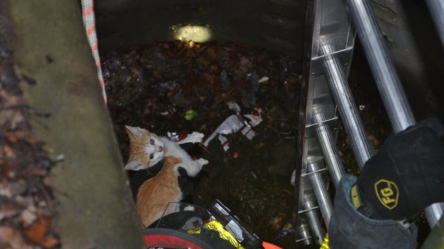 Kitten rescued from deep inside drain