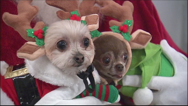 Social media celebrity dogs make big money