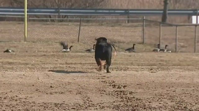 Long Island parks need dogs to chase away geese