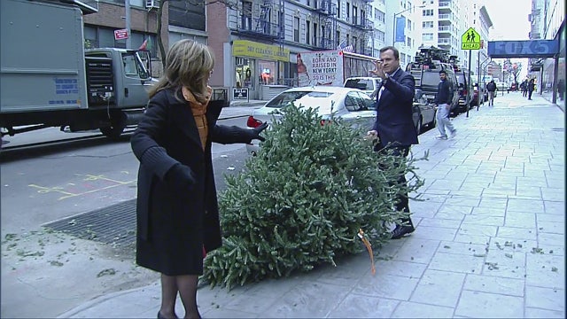 Christmas tree collection 'dos and dont's' in NYC
