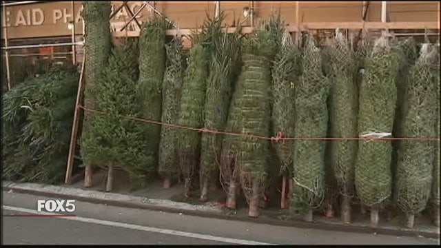 Shortage drives up Christmas tree prices