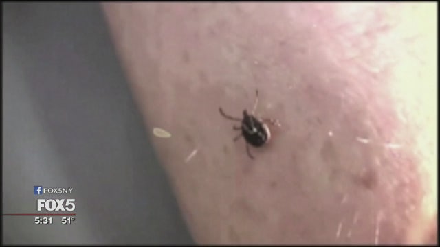 Making strides against chronic Lyme disease