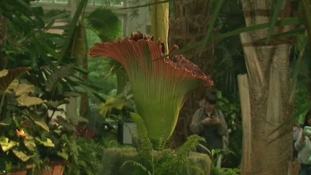 Crowds flock to smell blooming corpse flower in the Bronx