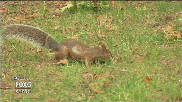 Squirrel causes mass power outages
