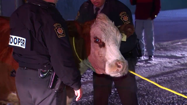 Cow escapes nativity scene twice, replaced by new cow