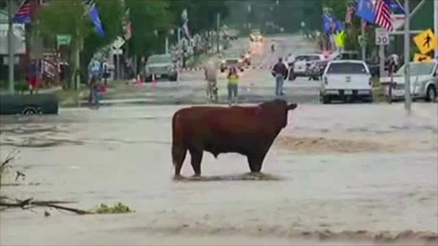 Wisconsin flooding strands cow