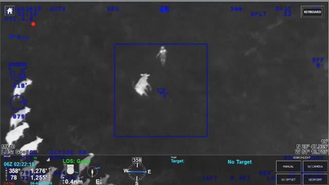 Watch: Cows help Florida police catch suspect
