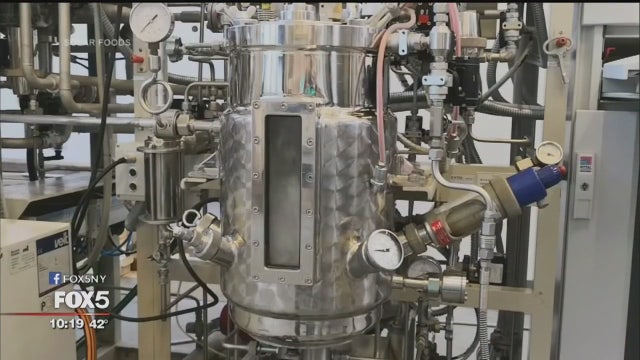 Lab-produced protein could solve world hunger