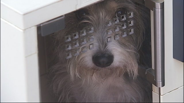 Curbside dog kennels in Brooklyn