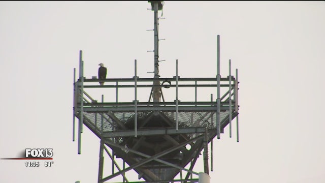 Man on chemo pulls eagle from gator's mouth