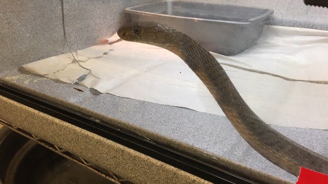 King cobras, endangered turtles seized from NY homeowner